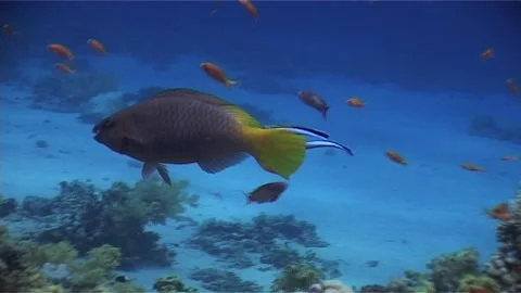 Cleaning Wrasse Clean The Parrot Fish Stock Footage 300054962