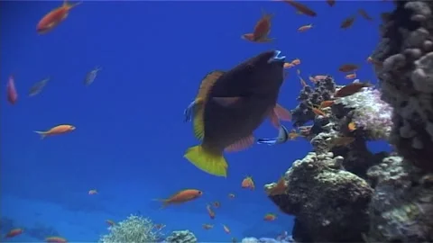 Cleaning Wrasse Clean The Parrot Fish, Exit Screen Stock Footage 300054977