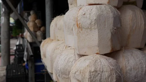 Cleanly shaved coconuts with pointed tops stand upright in rows, prepared for Stock Footage 314664960