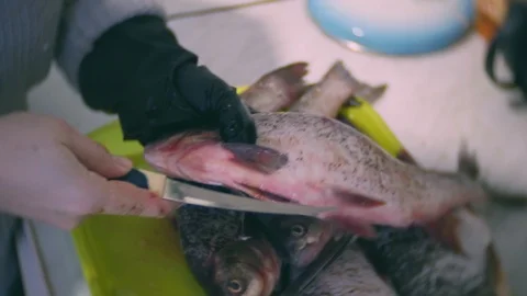 Cleans the river fish ide.  Open the belly and pull out the intestines Stock Footage 120035368
