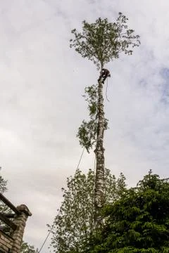 Cleansing the trunk from the branches. Фото