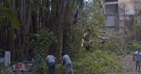 Cleanup  After Cyclone Takes down  Massive tree Stock Footage 154970536