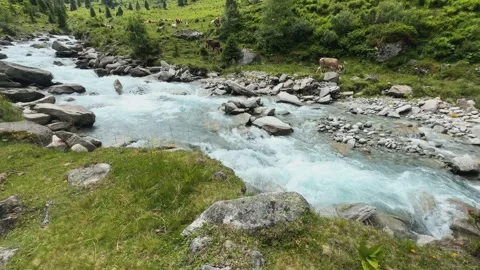 Clear Alpine River Flowing Through a Green Valley in the Austrian Alps Near.. Stock Footage 336195533