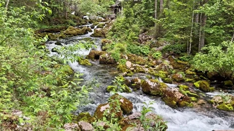 Clear alpine stream flows through a lush Austrian forest near Golling Stock-Footage 339070823