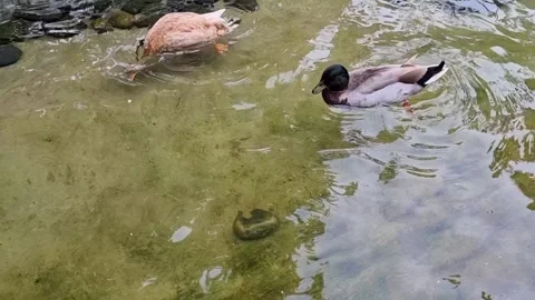 In a clear and clean pond three beautifully colorful mandarin ducks swim an.. Stock Footage 300074558