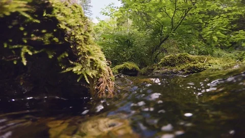 The clear and cold mountain brook. Stock Footage 95594615