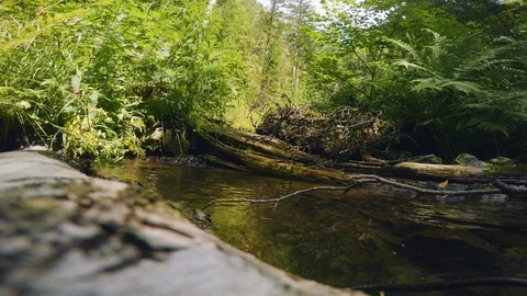 The clear and cold mountain brook. Stock Footage 95594730