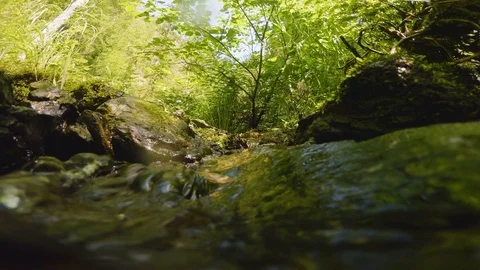 The clear and cold mountain brook. Stock Footage 95594808