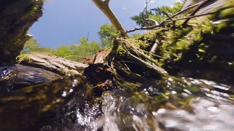 The clear and cold mountain brook. Stock Footage 95594896