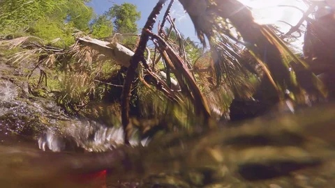 The clear and cold mountain brook. Stock Footage 95594945