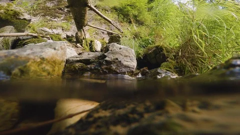 The clear and cold mountain brook. Stock Footage 95595013