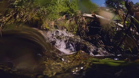 The clear and cold mountain brook. Stock Footage 95595032