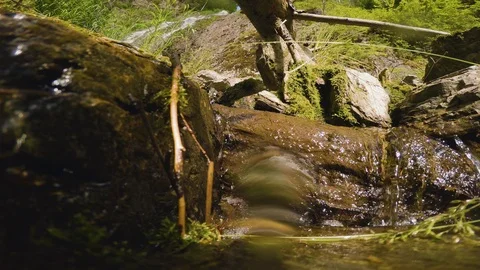 The clear and cold mountain brook. Stock Footage 95595034