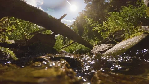 The clear and cold mountain brook. Stock Footage 96425741