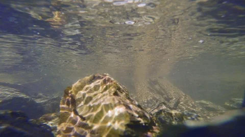 The clear and cold mountain brook. Stock Footage 96426095