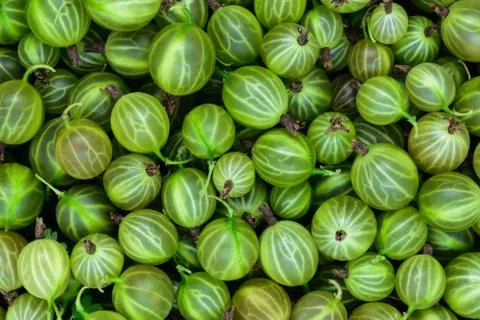 Clear and sharp close up view of fresh green gooseberries background surface Stock Photos
