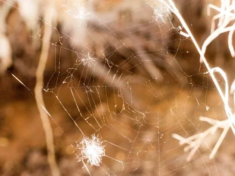 A Clear and Shining Spider Web with A Bit of White Feather in It and A Blur.. Stock Photos