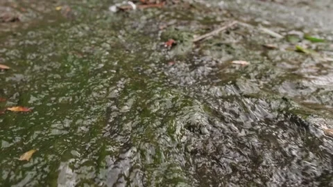 Clear and transparent river flowing gently among stones and forest greenery Stock Footage 303560032