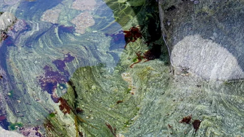 Clear Atlantic ocean water rippling over colorful algae and rocks Stock Footage 341933606