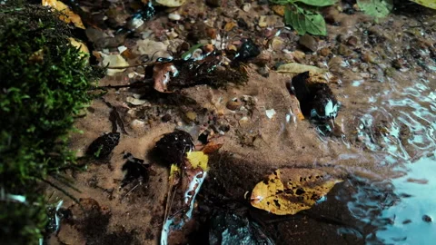 Clear autumn forest stream flowing gently over pebbles, sand, fallen leaves 스톡 동영상 340123682