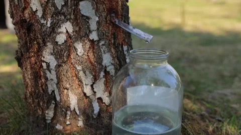 Clear birch juice drops fall down from tube into glass jar in spring forest Video stock 329706441