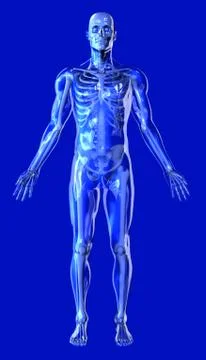 Clear Blue Man with Skeleton Stock Illustration