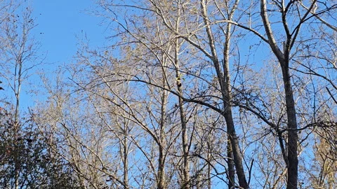 Clear blue sky above bare trees in late fall or winter Stockbeeldmateriaal 347500963