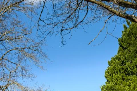 Clear blue sky above bare tree branches Stock Photos