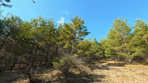 Clear blue sky above dense pine trees. Kozji Kamen Viewpoint Vidéo 331873352