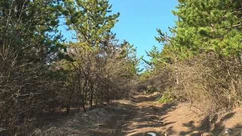 Clear blue sky above leafless pine trees. Mount Rtanj Area, Serbia Stock-Footage 331281315