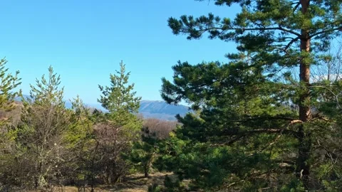 Clear blue sky above pine trees and distant hills. Kozji Kamen Viewpoint Видео 331873580