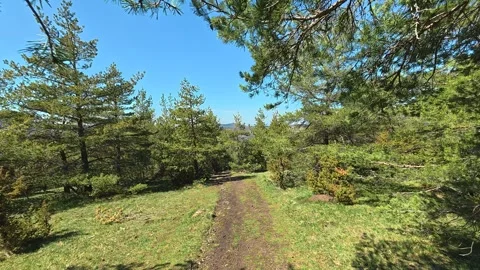 Clear blue sky above pine forest path. Balkan, Eastern Europe, POV Vidéo 333443565