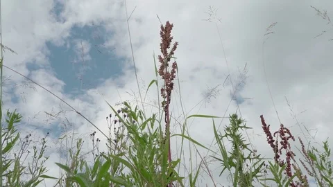 Clear blue sky after rain. Low angle view wild flowers Sorrel and Thistle - Stock Footage 78767000