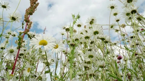 Clear blue sky after rain, beautiful blooming meadow with chamomile in a fresh Stock Footage 79934790