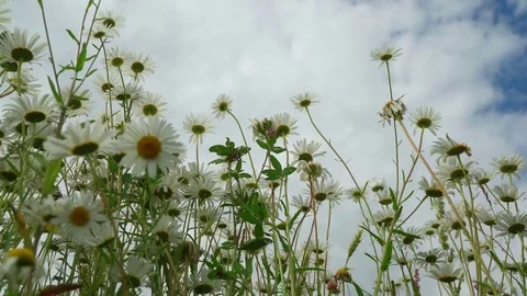 Clear blue sky after rain, beautiful blooming meadow with chamomile in a fresh Stock Footage 80268100