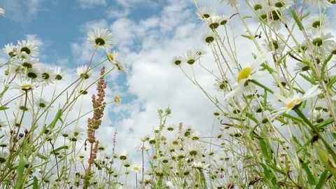 Clear blue sky after rain, beautiful blooming meadow with chamomile in a fresh Stock Footage 80468580