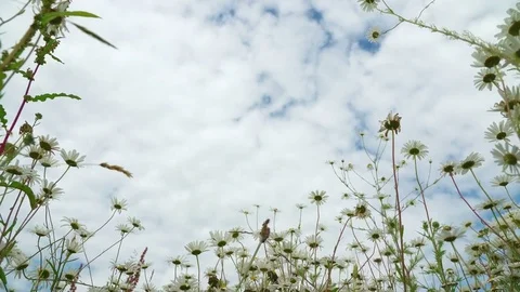 Clear blue sky after rain, beautiful blooming meadow with chamomile in a fresh Stock Footage