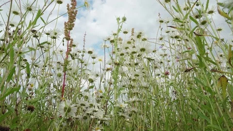 Clear blue sky after rain, beautiful blooming meadow with chamomile in a fresh Stock Footage 80790137