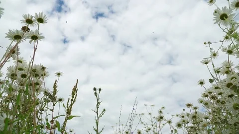 Clear blue sky after rain, beautiful blooming meadow with chamomile and thistle Stock Footage 80973308