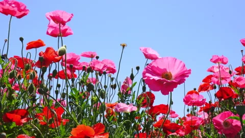 A clear blue sky and a field of poppies Vidéo 139024775