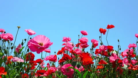 A clear blue sky and a field of poppies Vidéo 139024816