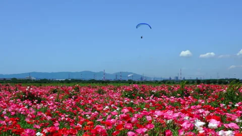 A clear blue sky and a field of poppies Vidéo 139024829
