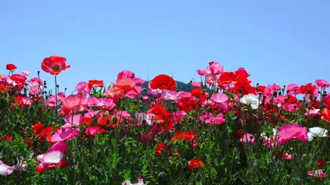 A clear blue sky and a field of poppies Vidéo 139024947