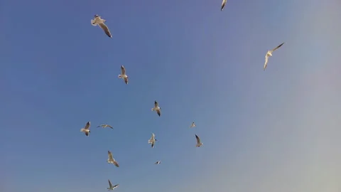 Clear Blue Sky and Flying Seagulls Stock Footage 304559636