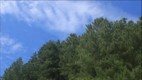 Clear blue sky and pine forest leaves, a beautiful natural scenery Stock Footage 155138495