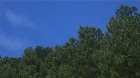 Clear blue sky and pine forest leaves, a beautiful natural scenery Stock Footage 155138498