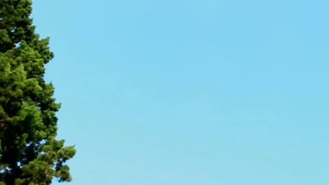 Clear blue of sky and tree Vídeos de archivo 202295901