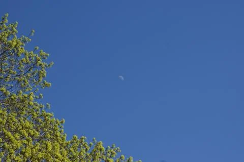 Clear blue sky background with fresh green tree top and moon Stock Photos