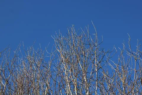 Clear blue sky background with silver birch trees in winter with copy space Stock Photos