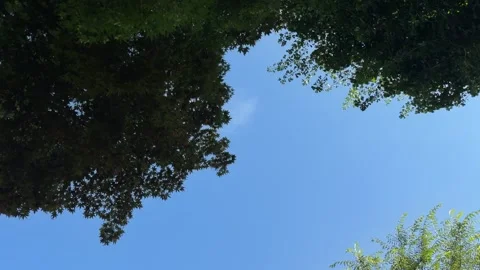 Clear Blue Sky with Copy Space Framed by Green Tree Canopy 库存影片 342801671
